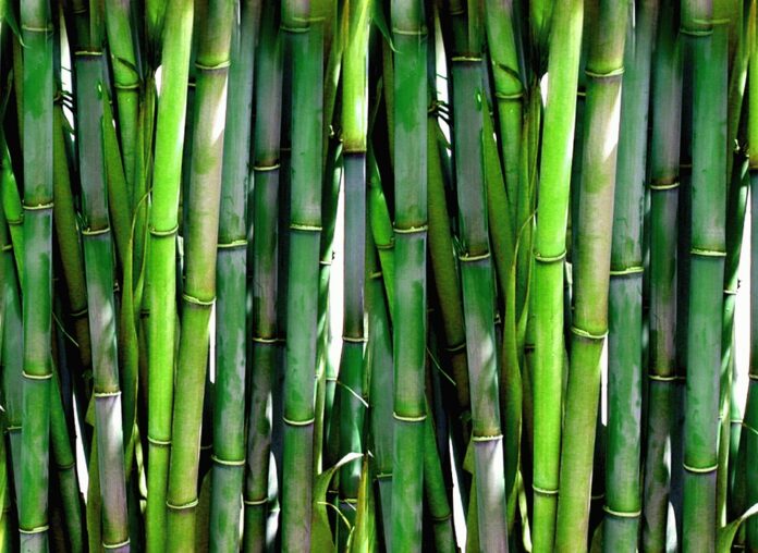 bambu-pixabay